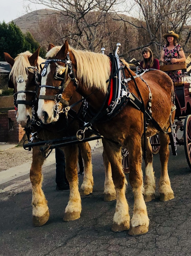 a group of people aboard a horse drawn wagon ride with sunshine and daydreams horseback riding in norco, california