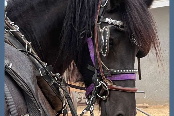 a close up of a horse drawn carriage